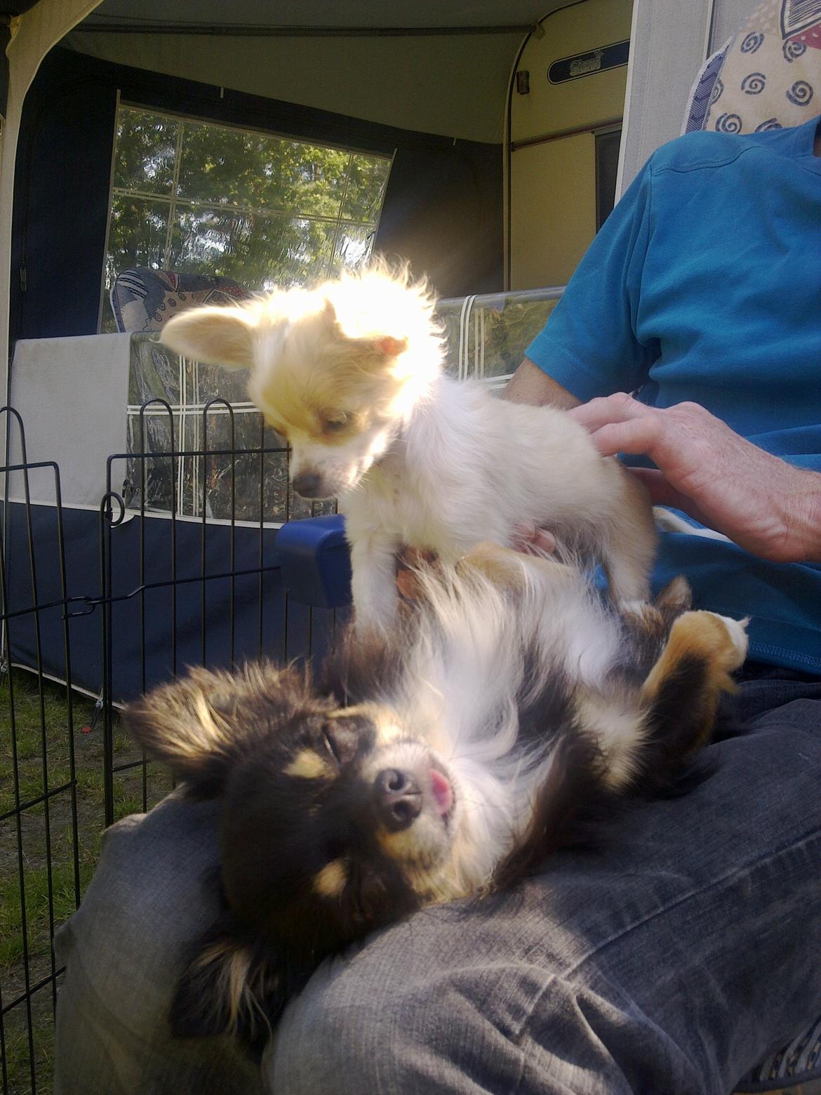 Chihuahua Allie - Kom nu op og leg billede 10