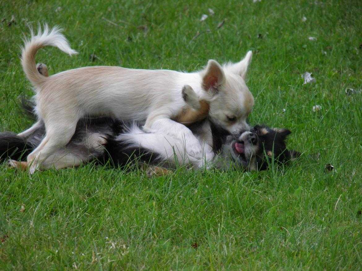 Chihuahua Allie - gode lege kammerater billede 14