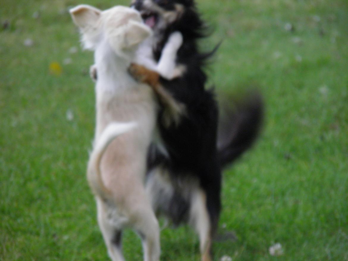 Chihuahua Allie - En brydekamp, på venskablig plan billede 15