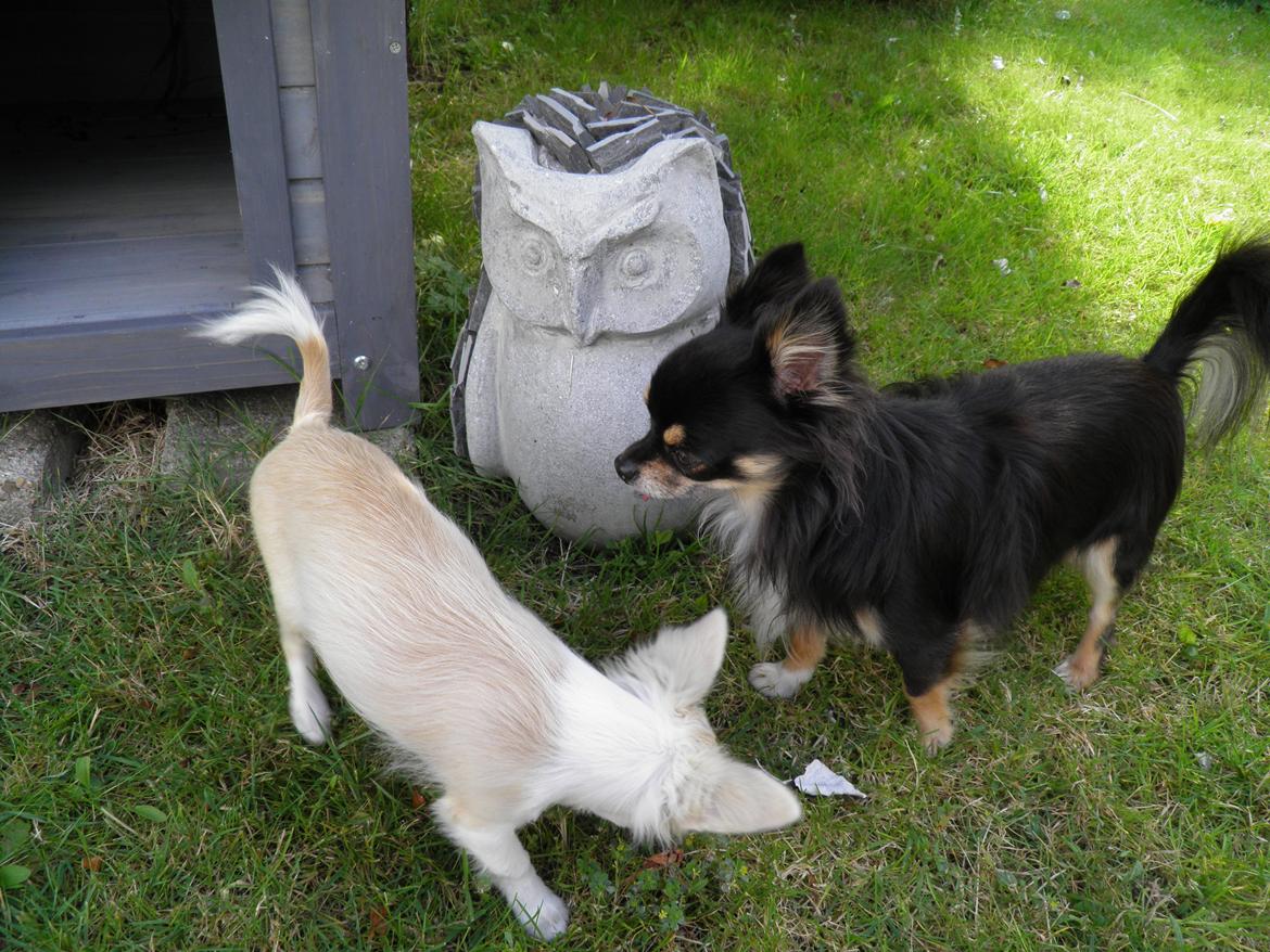 Chihuahua Allie - Leg i haven billede 16