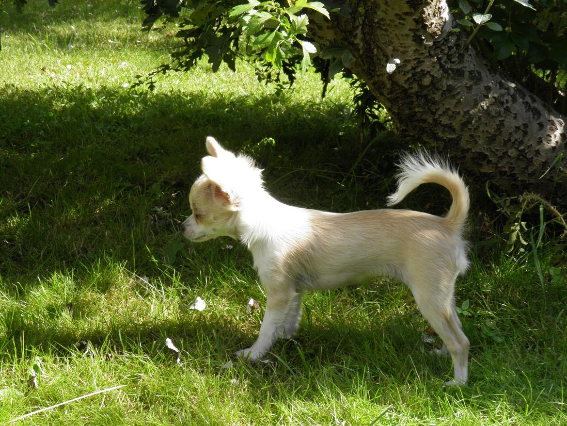 Chihuahua Allie - Er jeg ikke fin billede 17