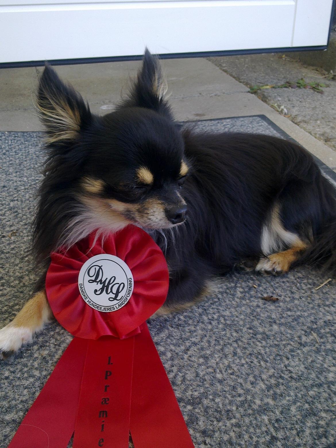 Chihuahua Zackie - Første gang på udstilling og hjem med en 1. plads billede 19