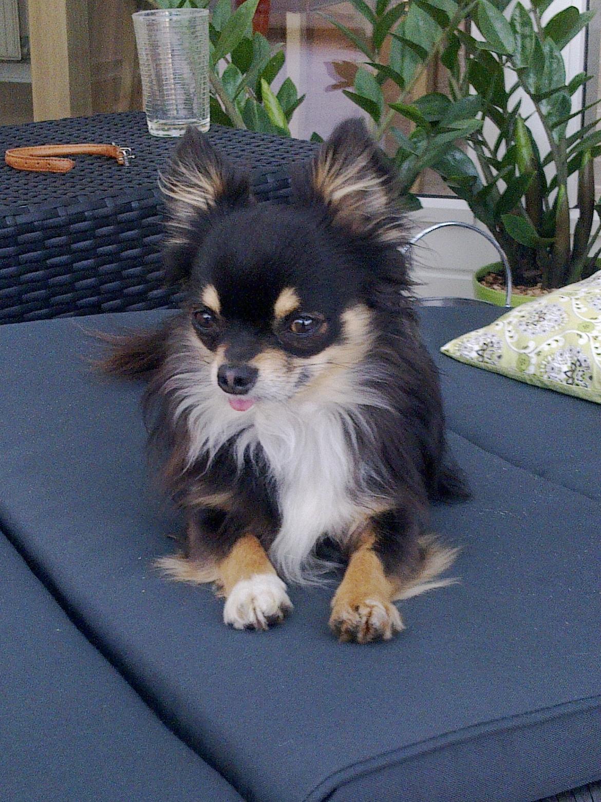 Chihuahua Zackie - Så smuk han er blevet billede 20