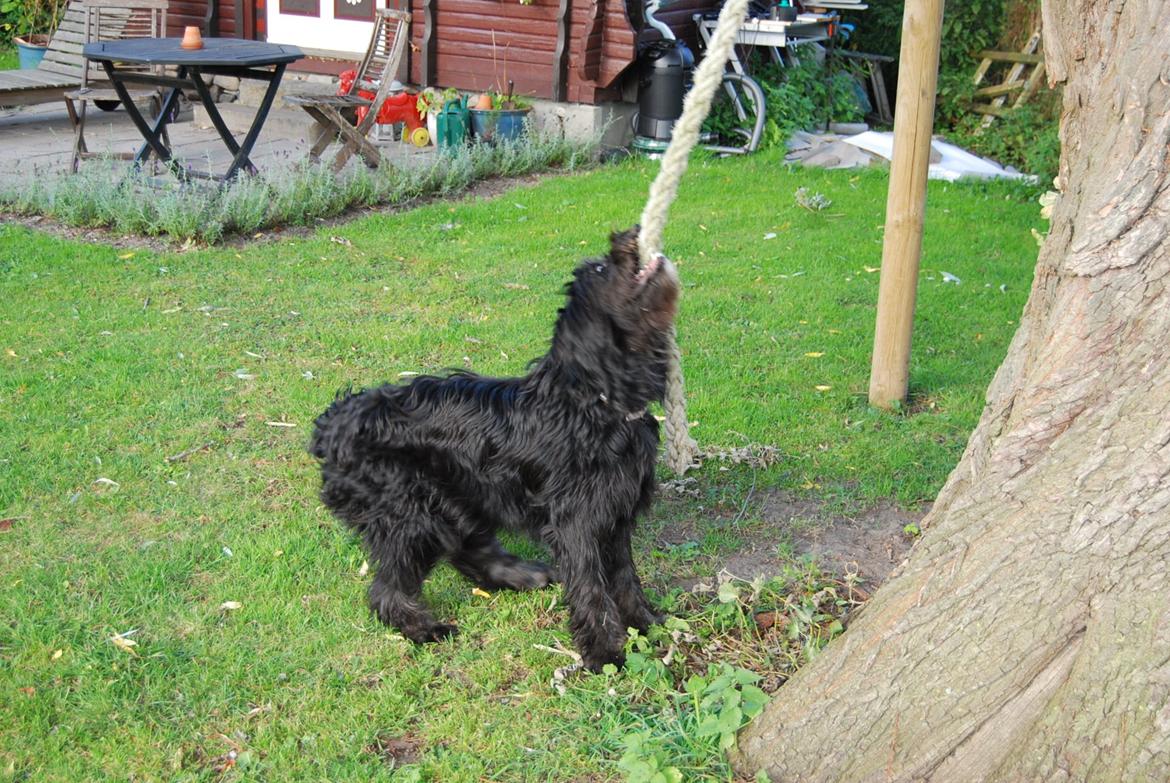 Blanding af racer Nora billede 13