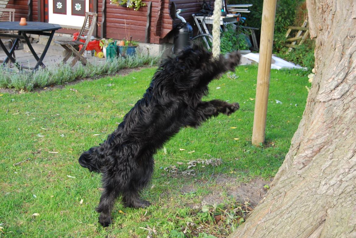 Blanding af racer Nora billede 14