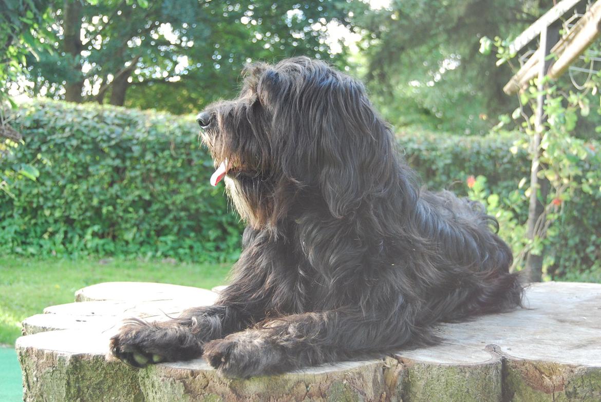 Blanding af racer Nora billede 15