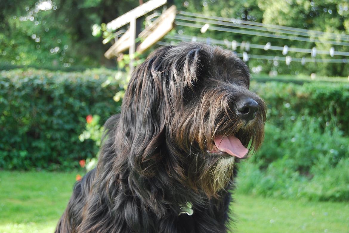 Blanding af racer Nora billede 16