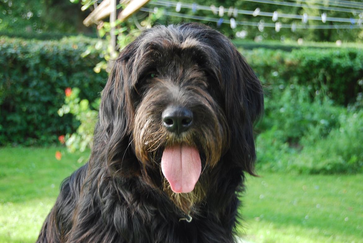 Blanding af racer Nora billede 17