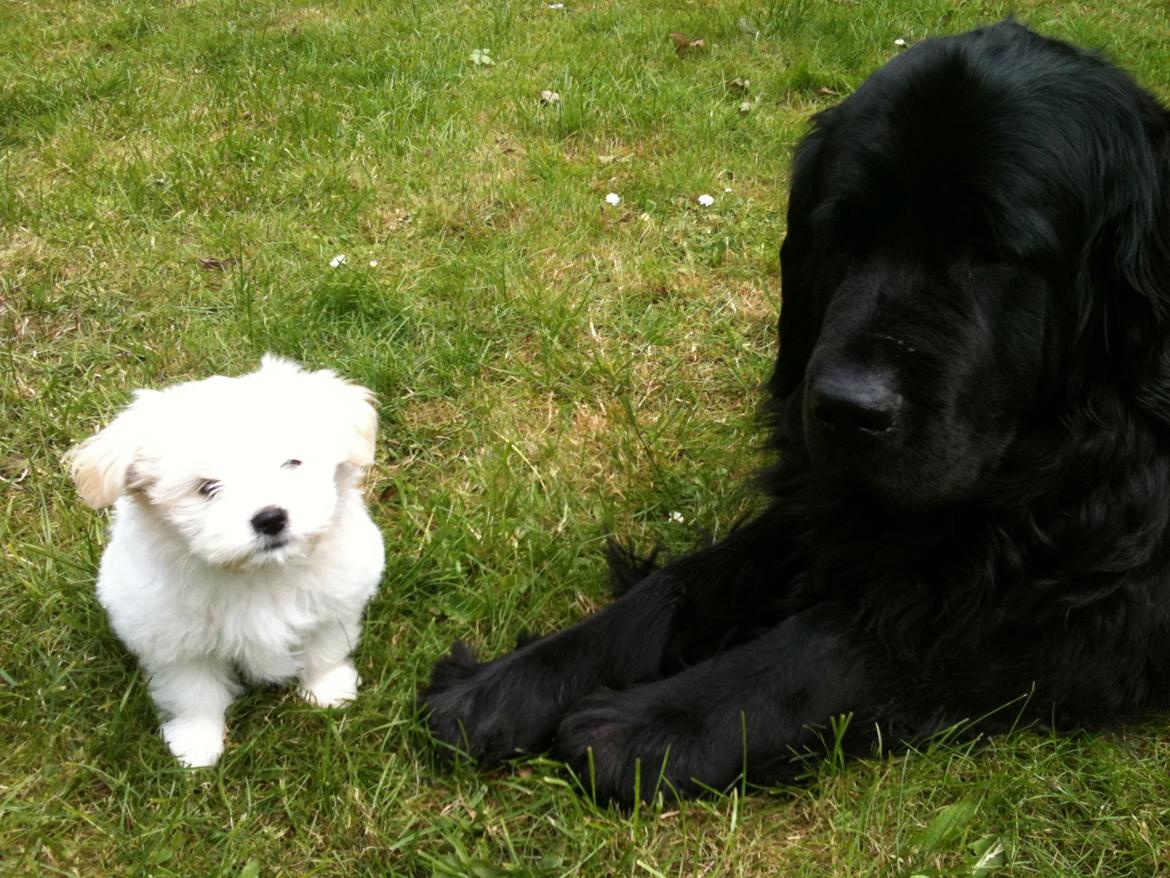 Blanding af racer Carla billede 13