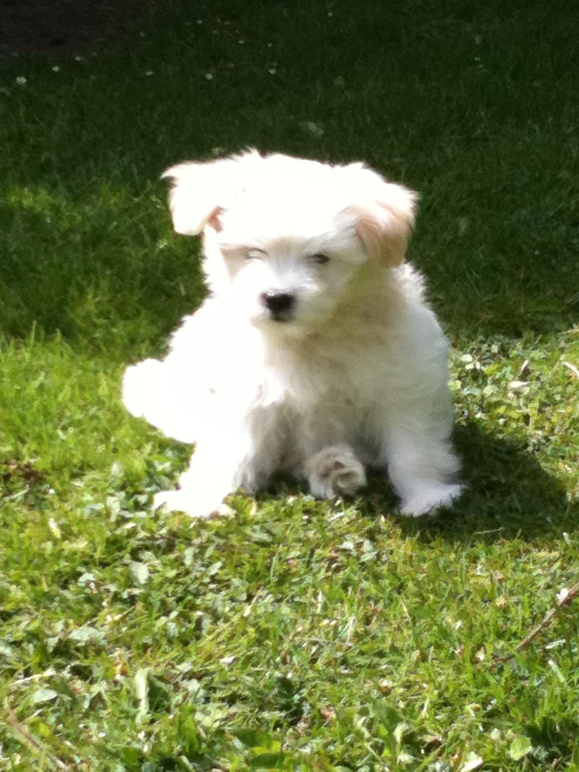 Blanding af racer Carla billede 14