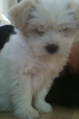 Blanding af racer Carla billede 15