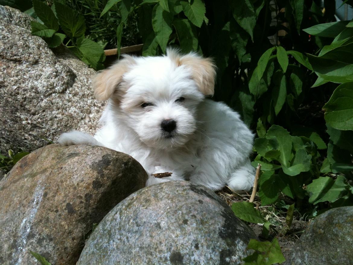 Blanding af racer Carla billede 16