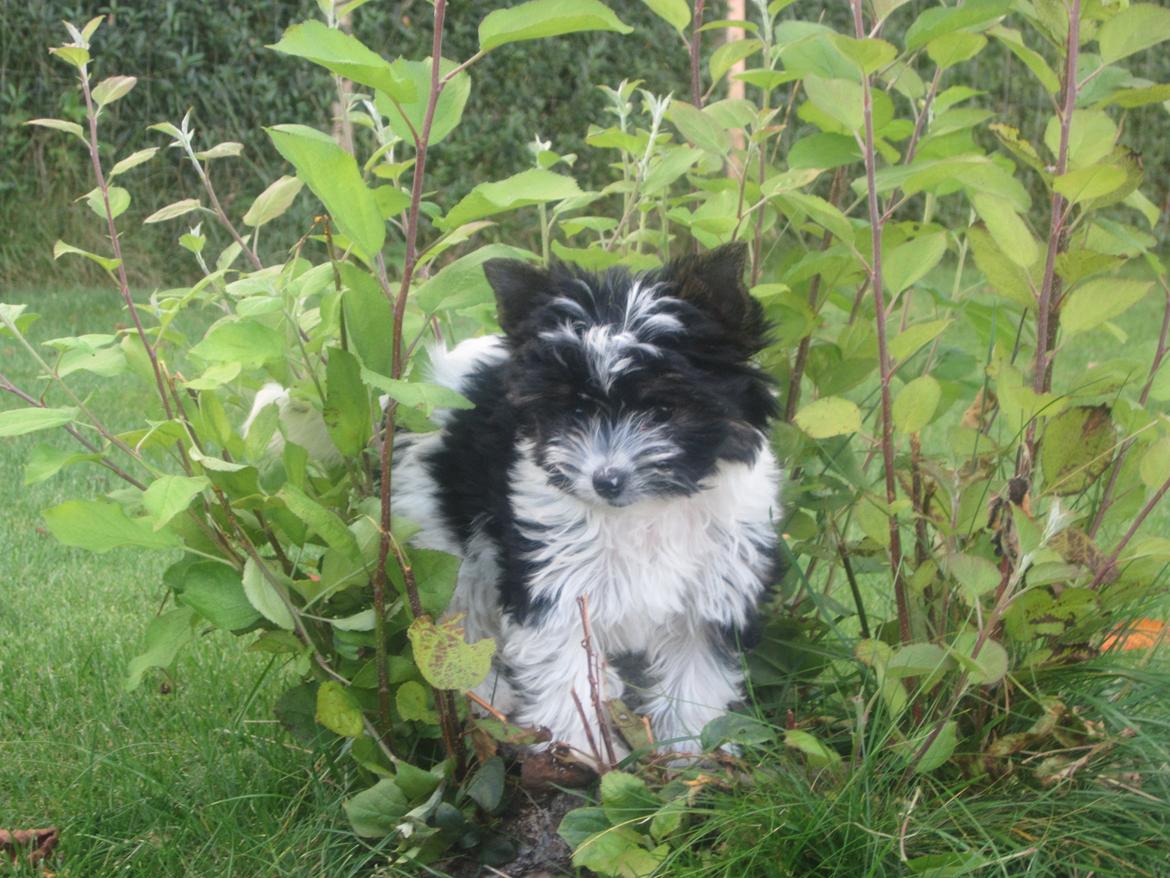 Biewer yorkshire terrier Hamila billede 14