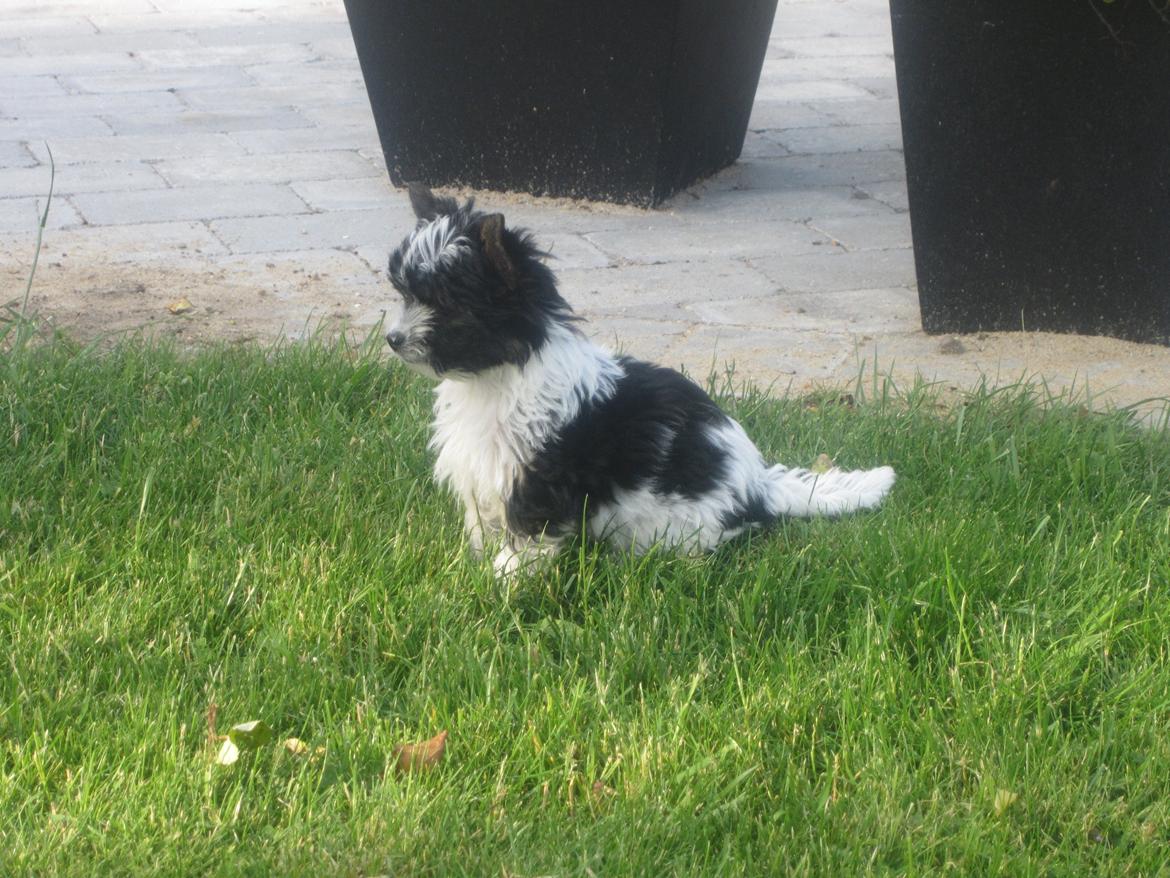 Biewer yorkshire terrier Hamila billede 9