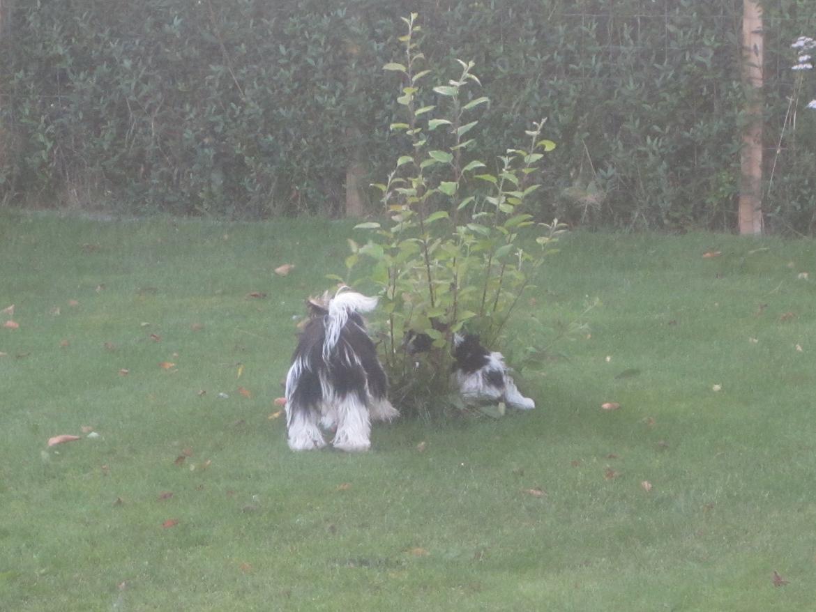 Biewer yorkshire terrier Hamila billede 13