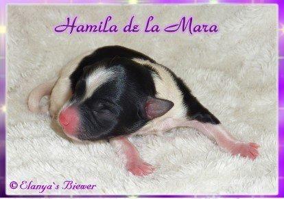 Biewer yorkshire terrier Hamila billede 8