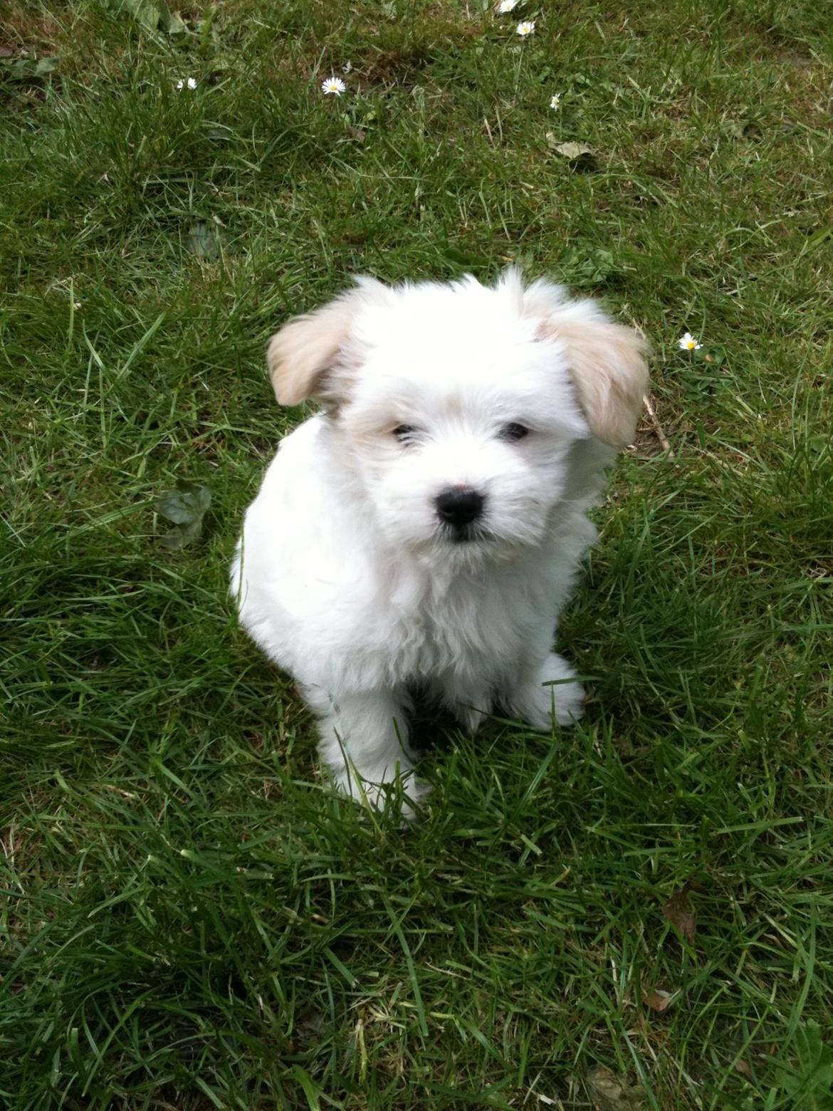 Blanding af racer Carla billede 17