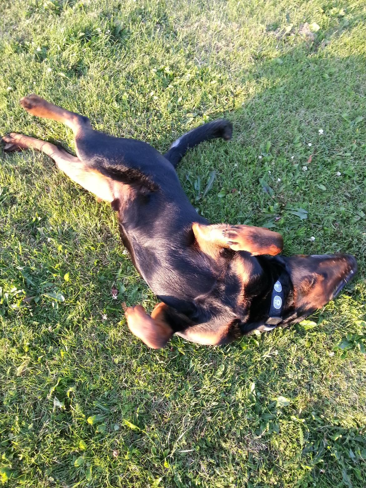 Rottweiler Zeus billede 7