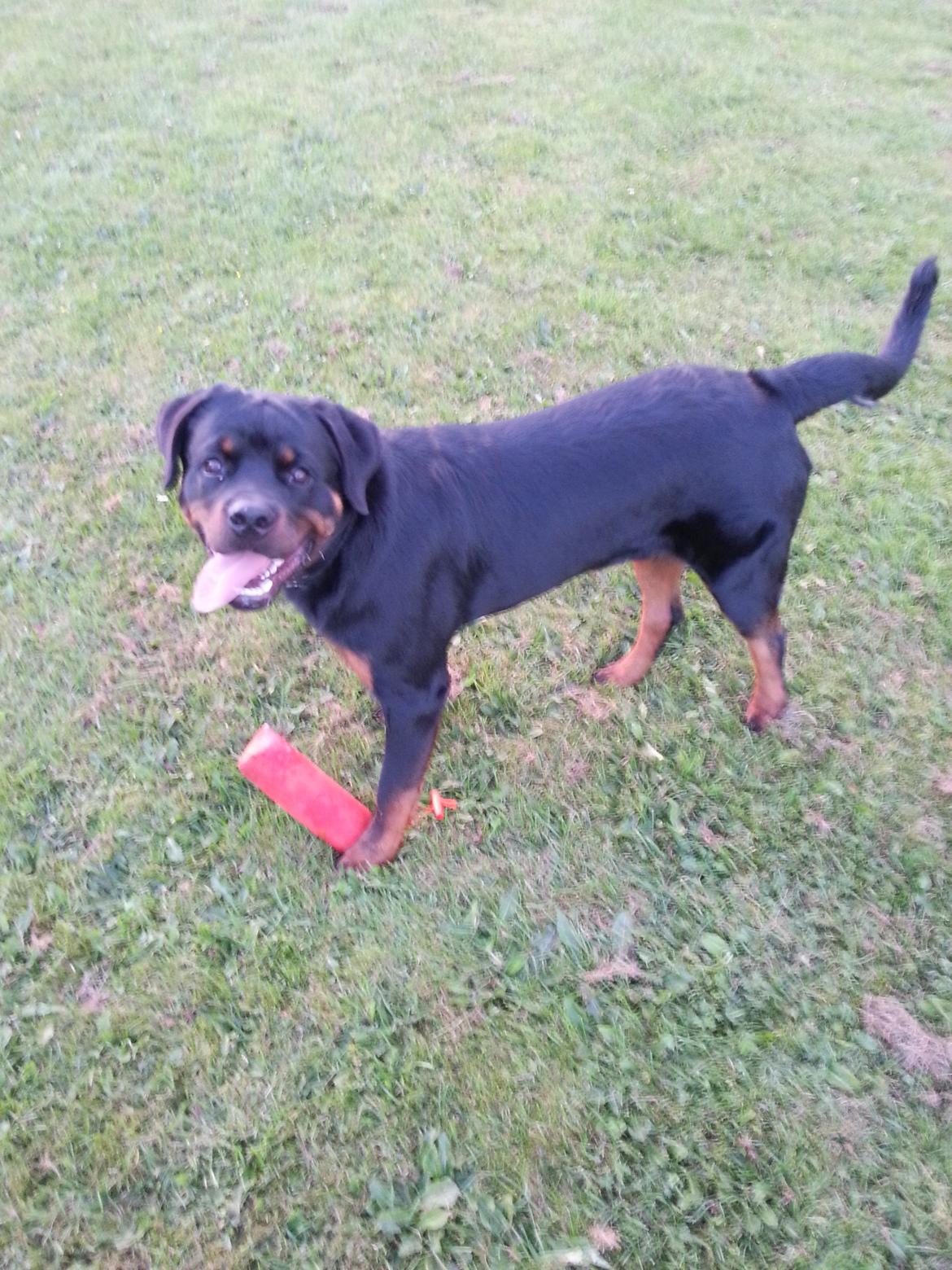 Rottweiler Zeus billede 8