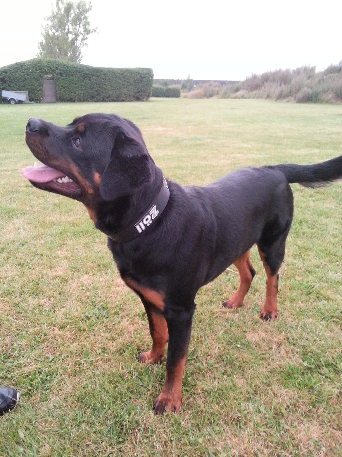 Rottweiler Zeus billede 9