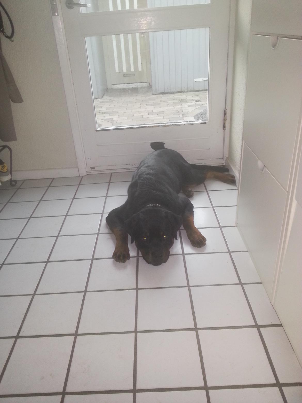 Rottweiler Zeus billede 10