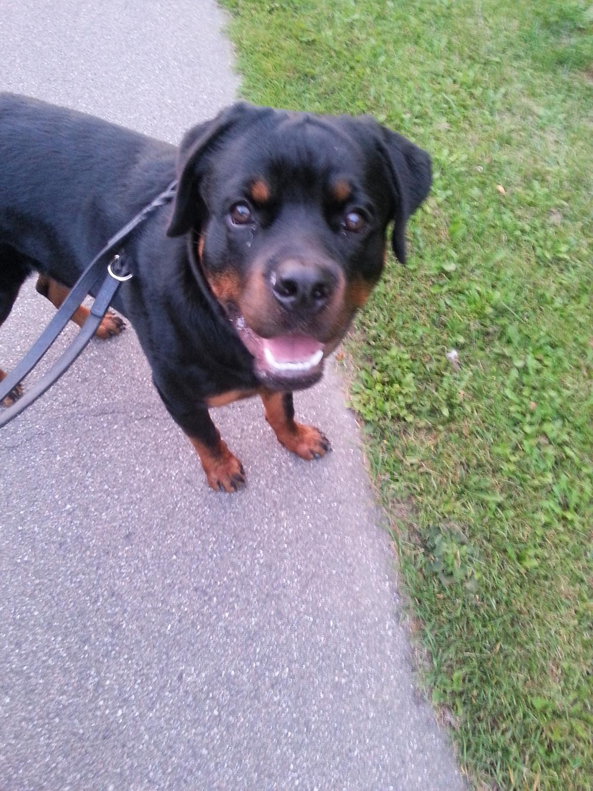 Rottweiler Zeus billede 11