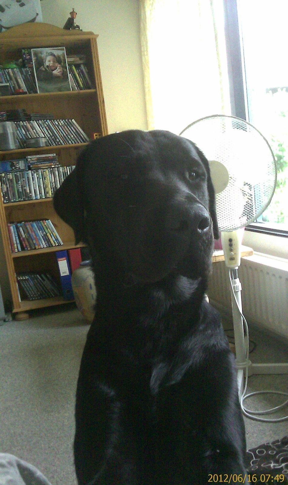 Labrador retriever Bamse. R.I.P. - Dejlige mig. billede 1