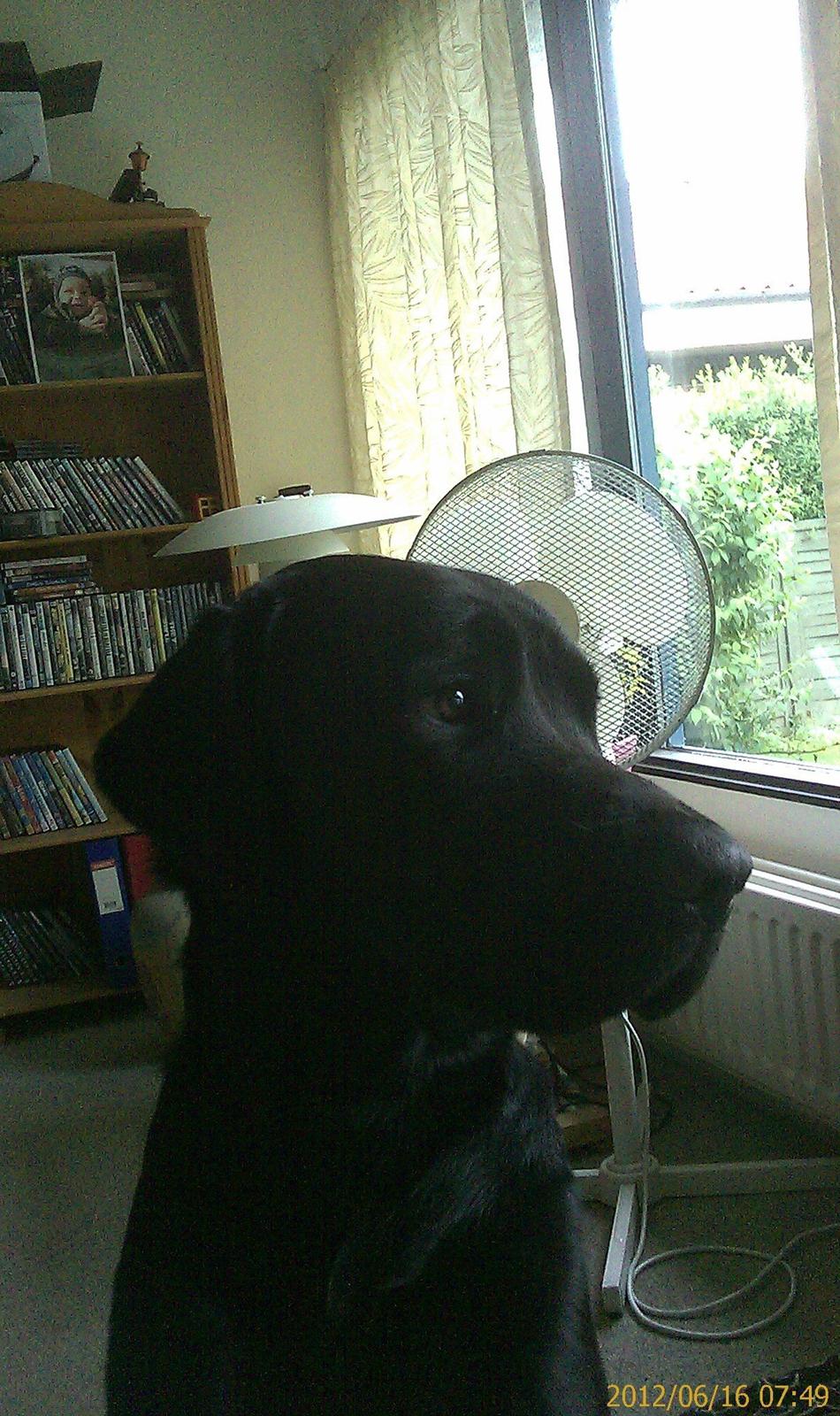 Labrador retriever Bamse. R.I.P. - Kan jeg mon snart komme ud i haven? billede 2