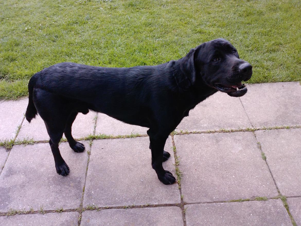 Labrador retriever Bamse. R.I.P. - Goofy. billede 3