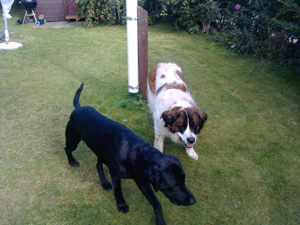 Labrador retriever Bamse. R.I.P. - Jeg gider ikke lige nu! billede 4