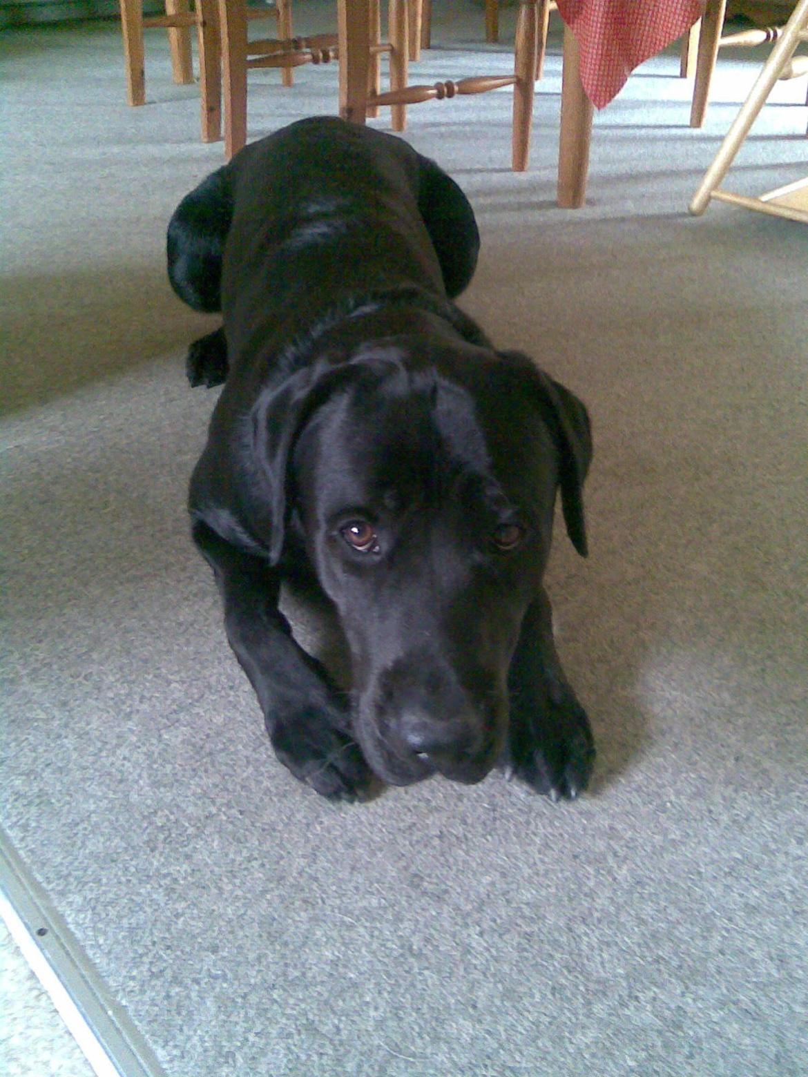 Labrador retriever Bamse. R.I.P. - Jeg vil gøre alt for dig... tror jeg nok. billede 5