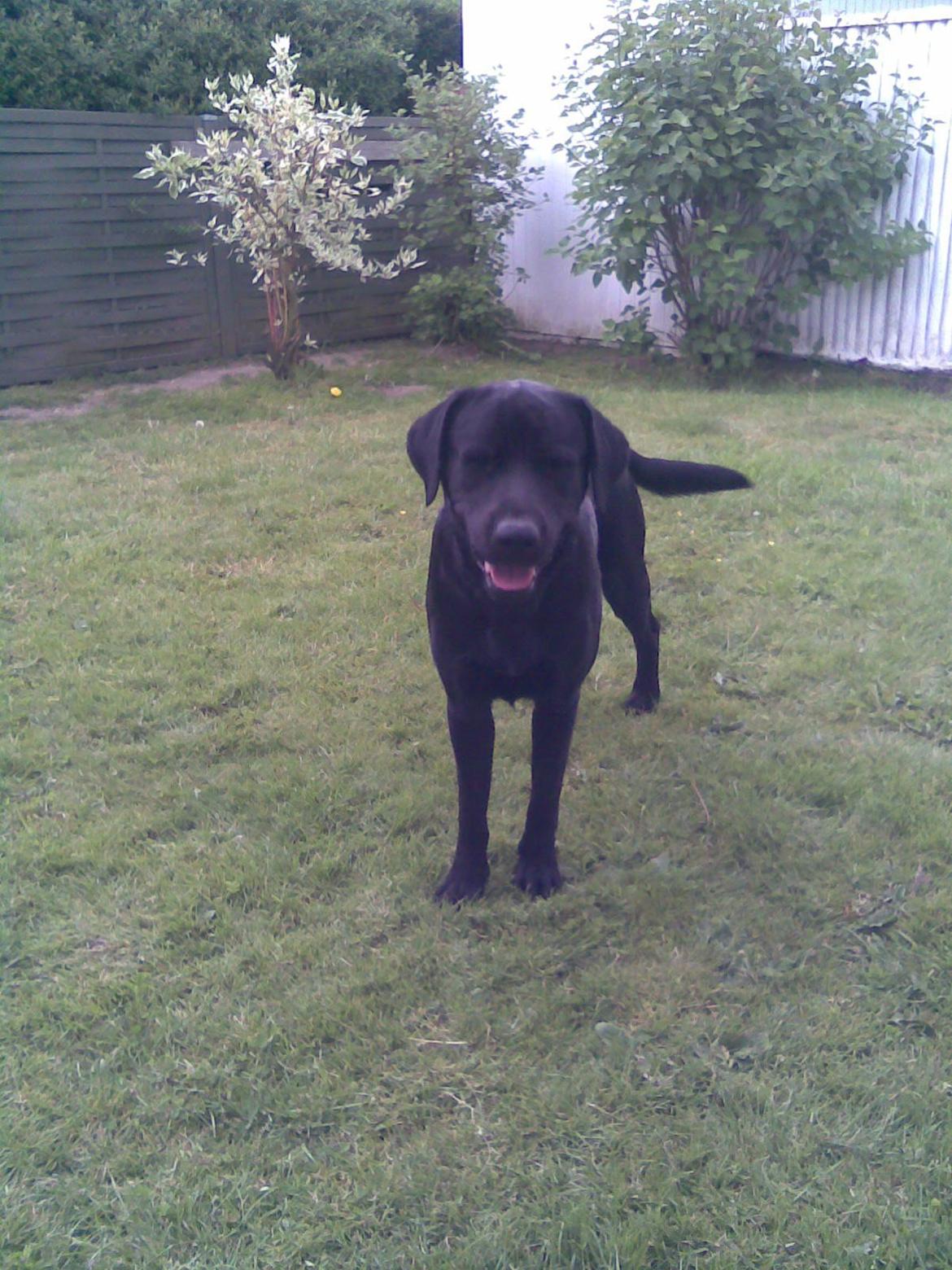 Labrador retriever Bamse. R.I.P. - Bare kom! billede 6