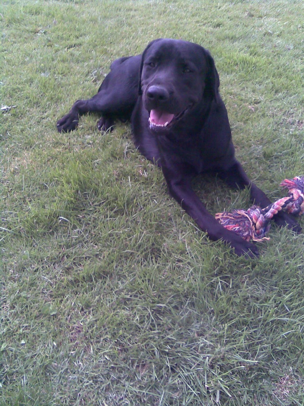 Labrador retriever Bamse. R.I.P. - Jeg hygger. billede 7