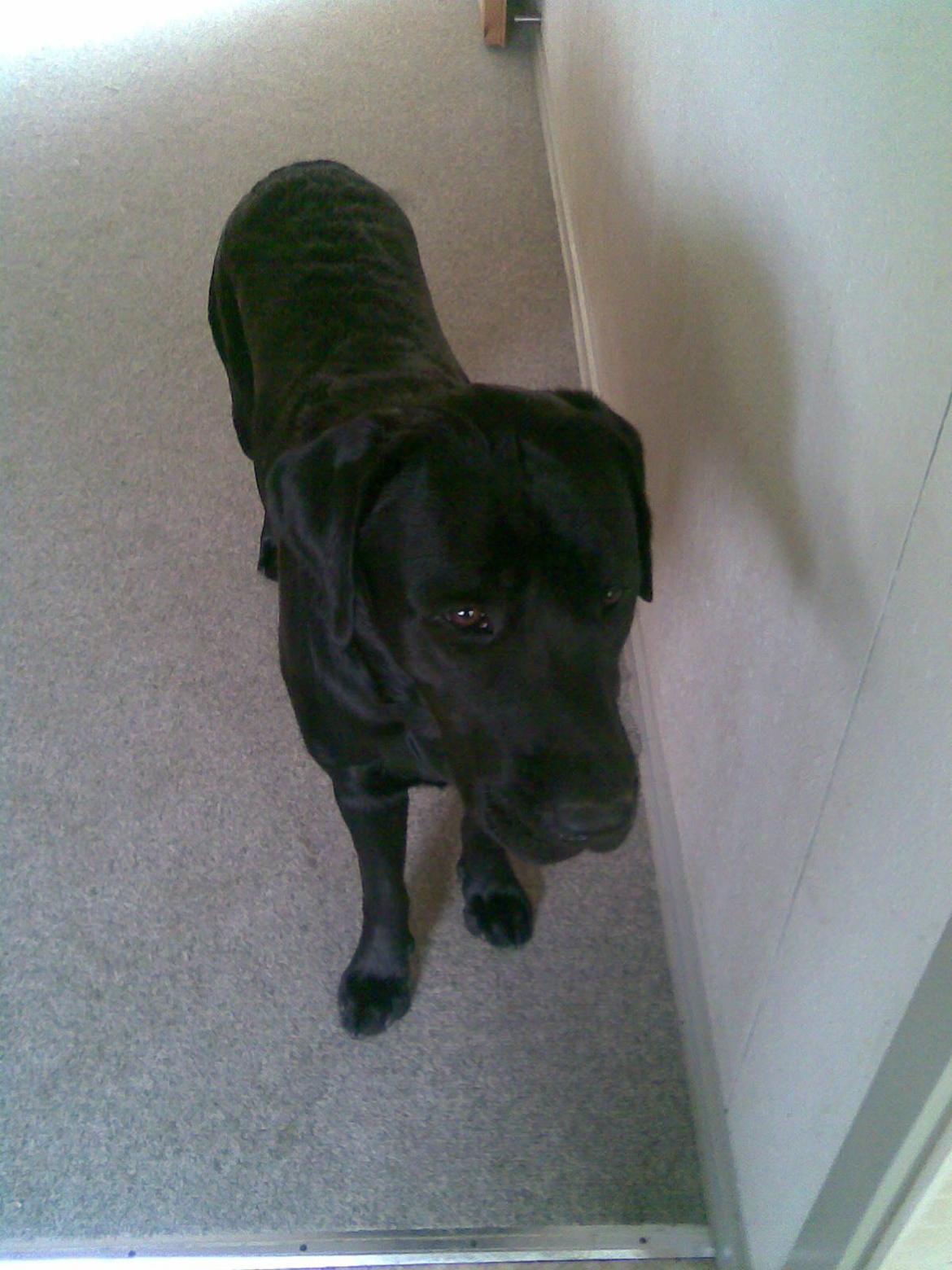 Labrador retriever Bamse. R.I.P. - Nu igen... billede 8