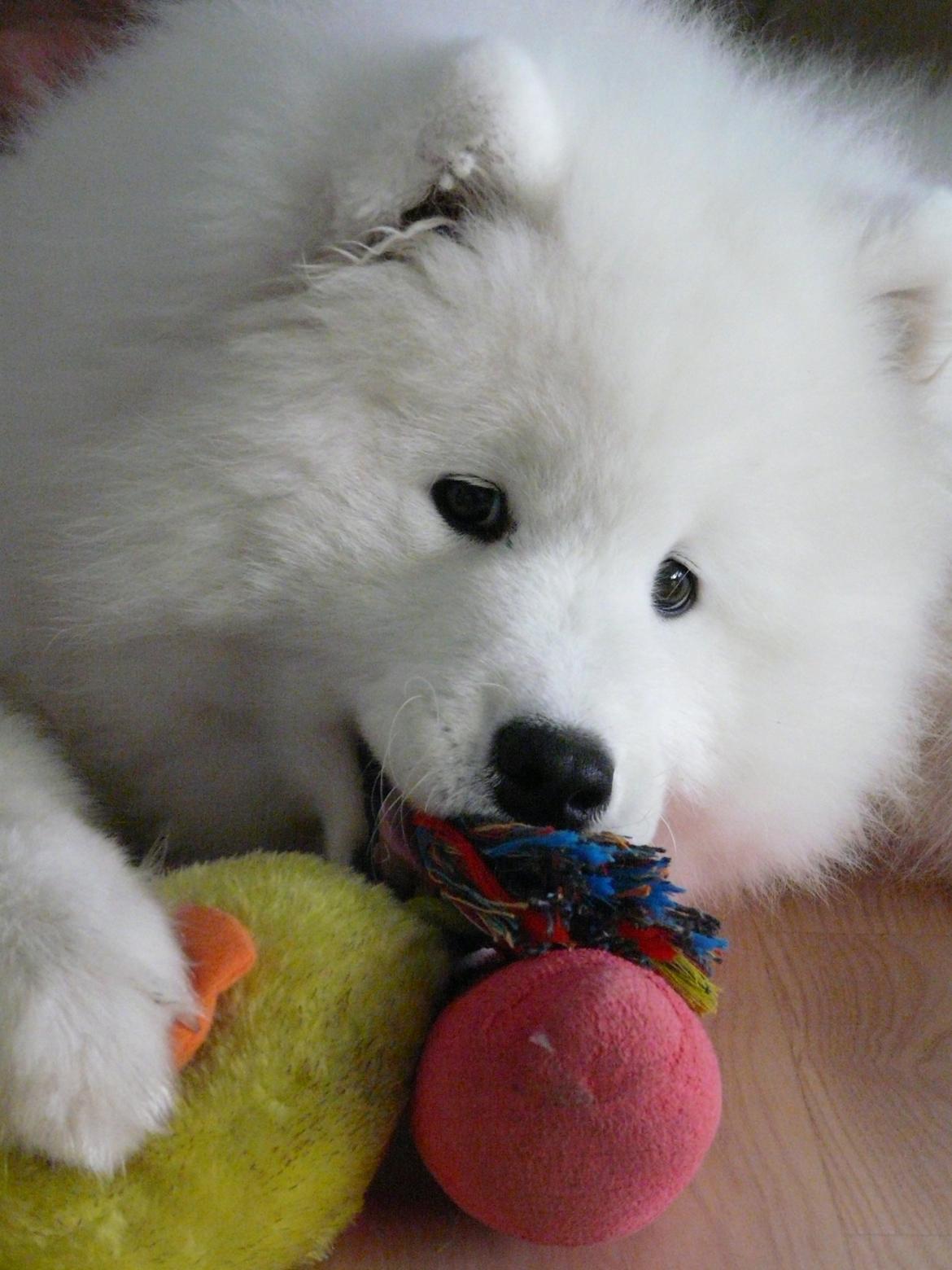 Samojedhund Cabaka's Turn It Up -"Turner" - Turner 4,5 mdr billede 6