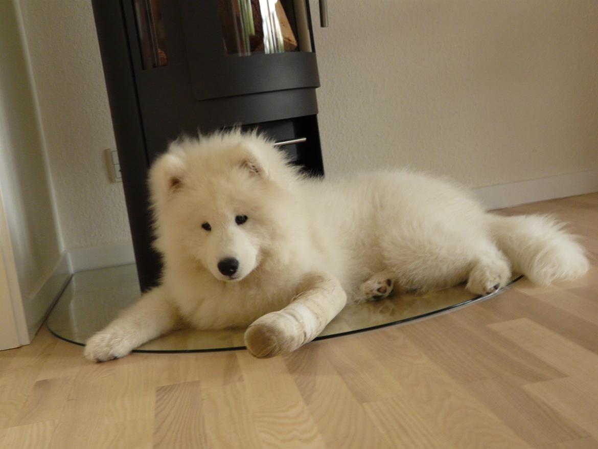 Samojedhund Cabaka's Turn It Up -"Turner" - Turner med brækket ben billede 7