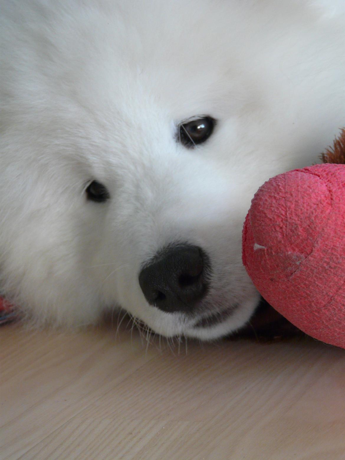 Samojedhund Cabaka's Turn It Up -"Turner" billede 8