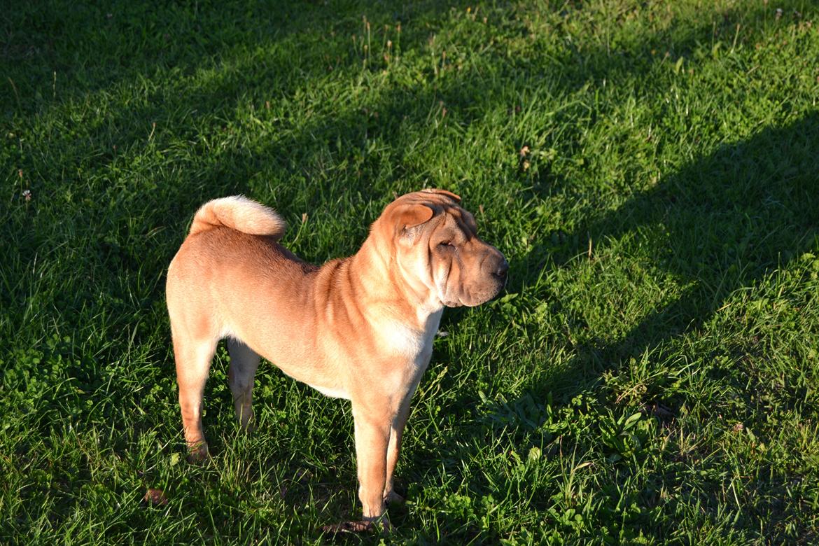 Shar pei Bertha billede 8