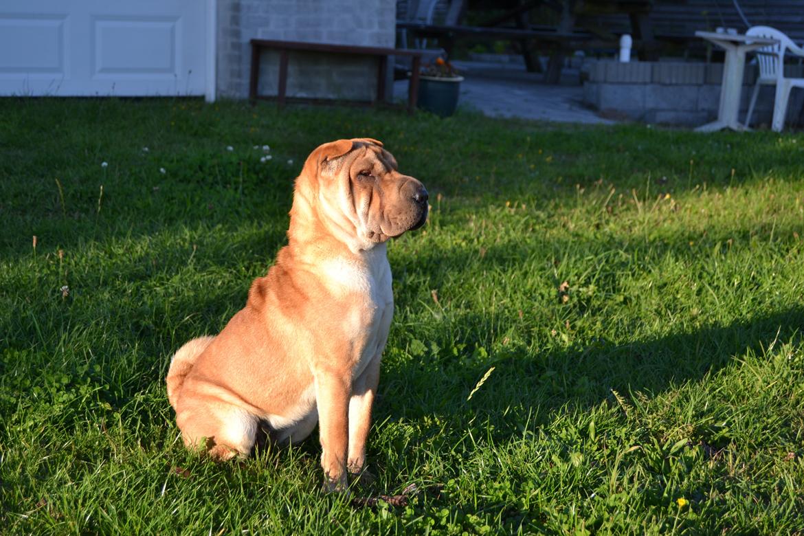 Shar pei Bertha billede 9