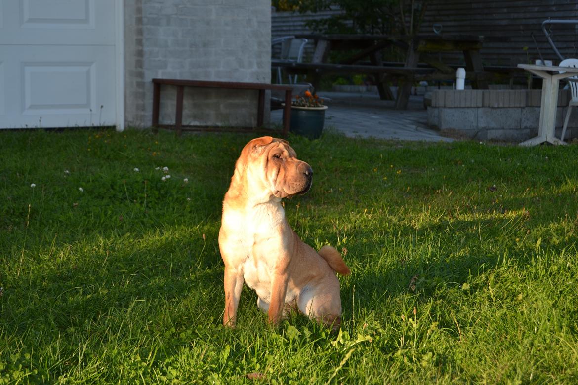 Shar pei Bertha billede 10