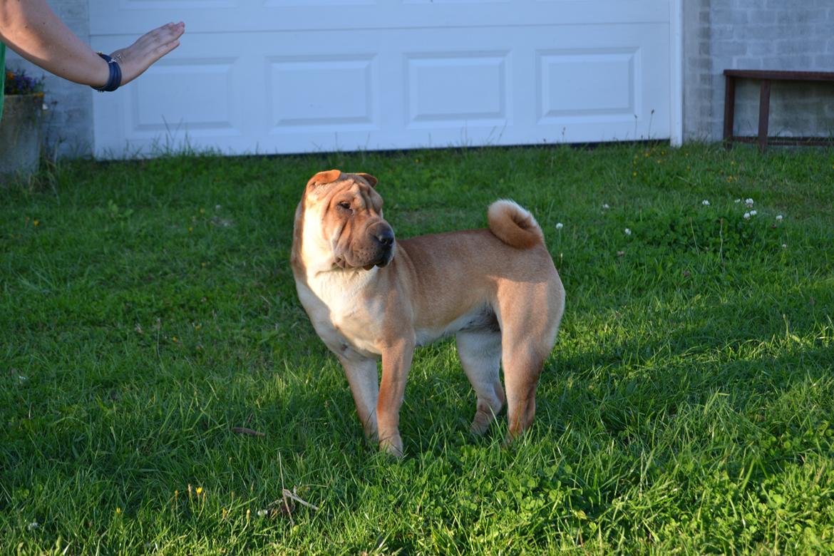 Shar pei Bertha billede 11