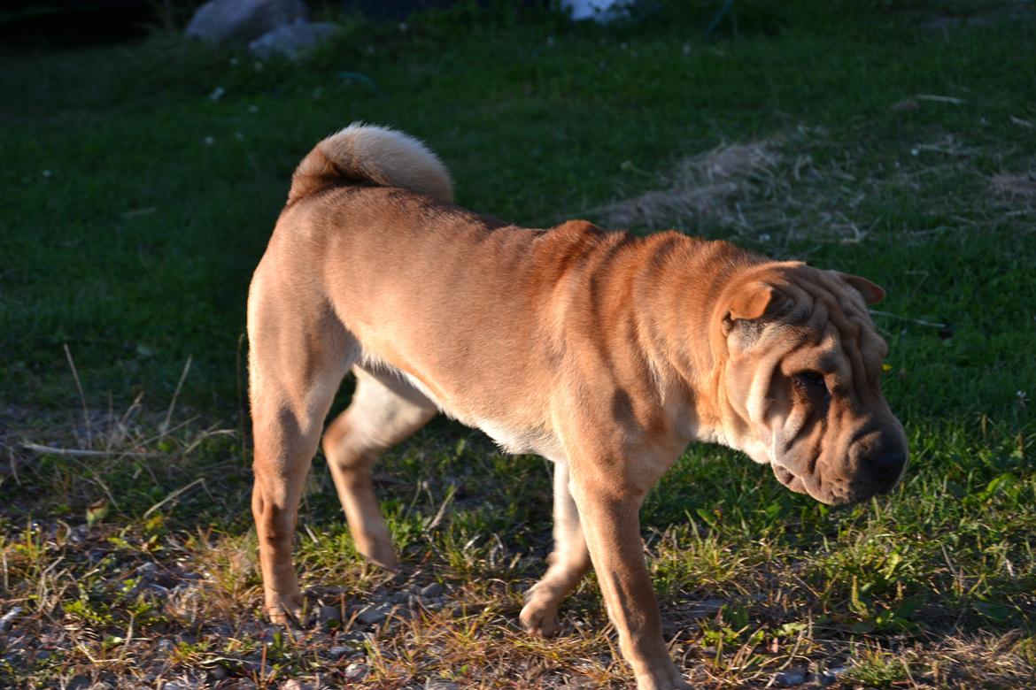 Shar pei Bertha billede 12