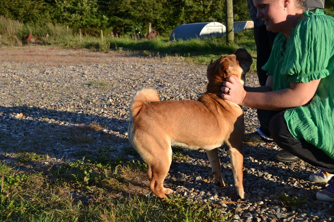 Shar pei Bertha billede 13