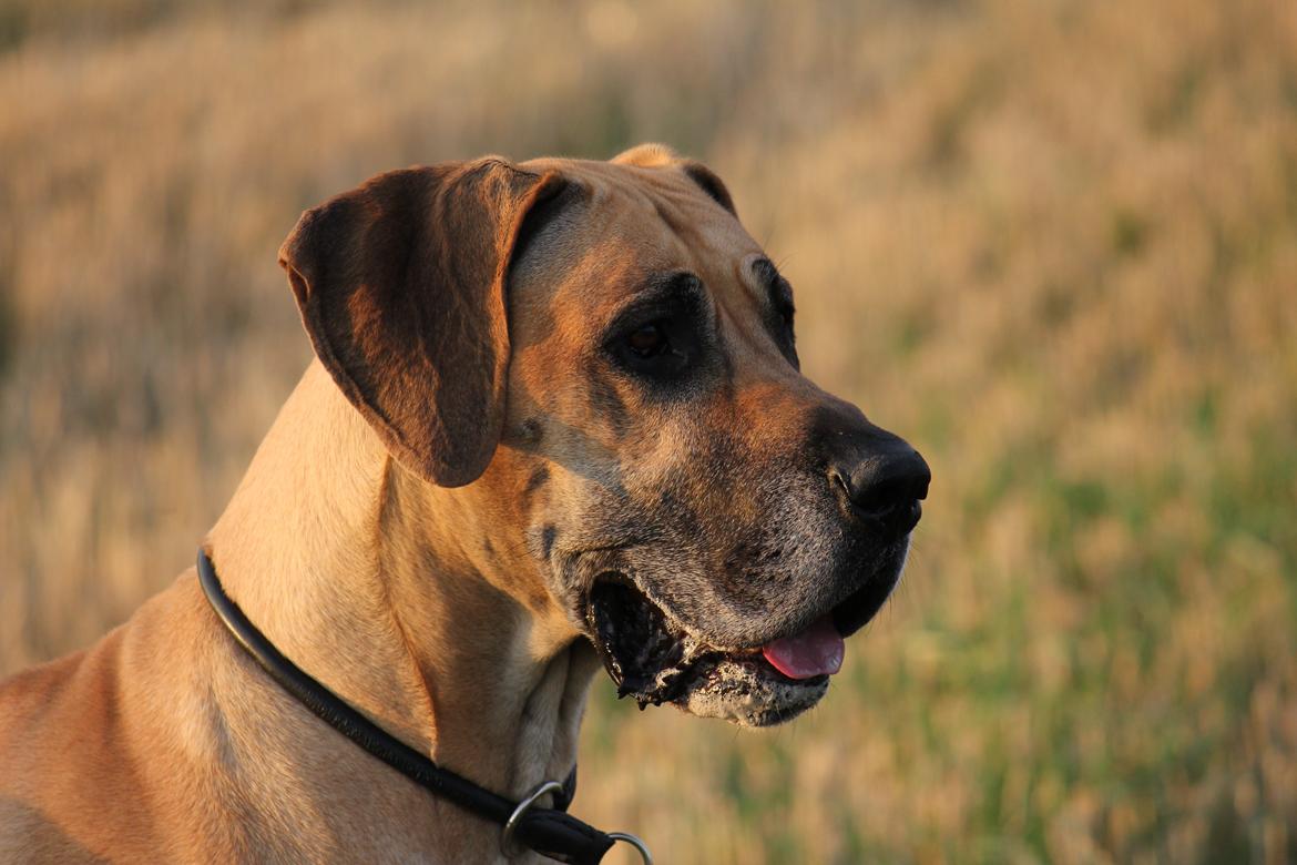 Grand danois horsebjerg Soulmate of gold billede 10