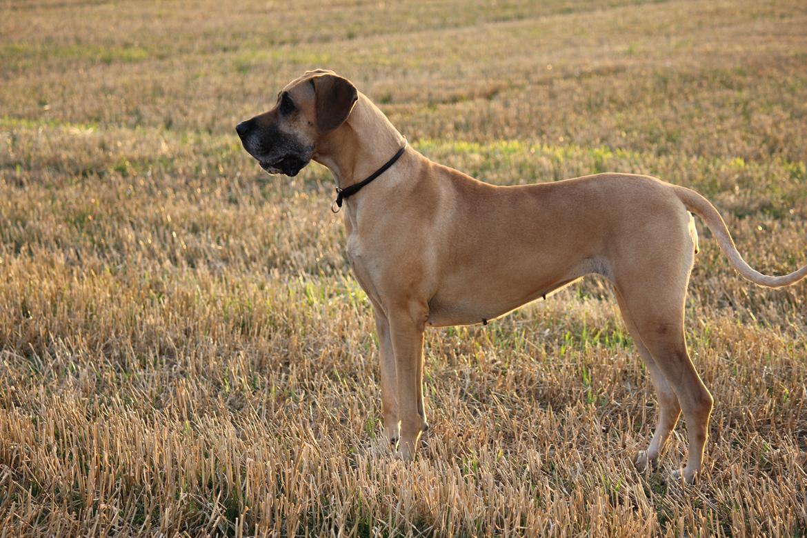 Grand danois horsebjerg Soulmate of gold billede 11