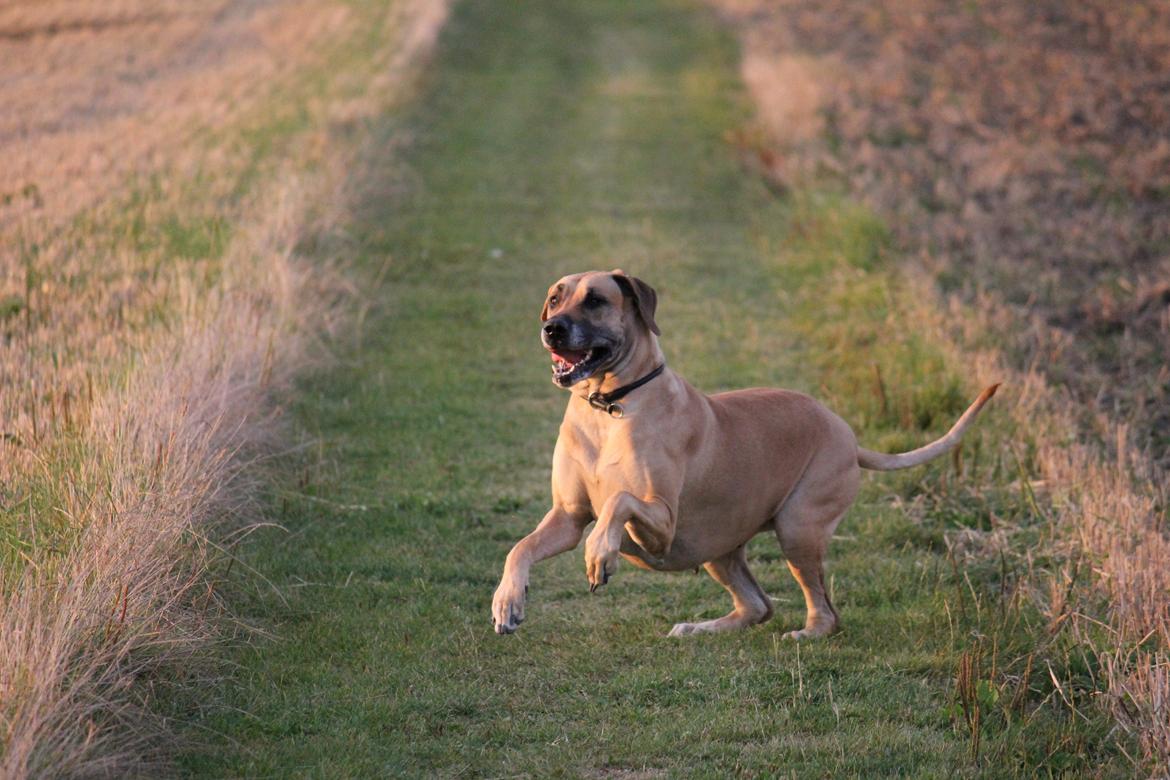 Grand danois horsebjerg Soulmate of gold billede 12