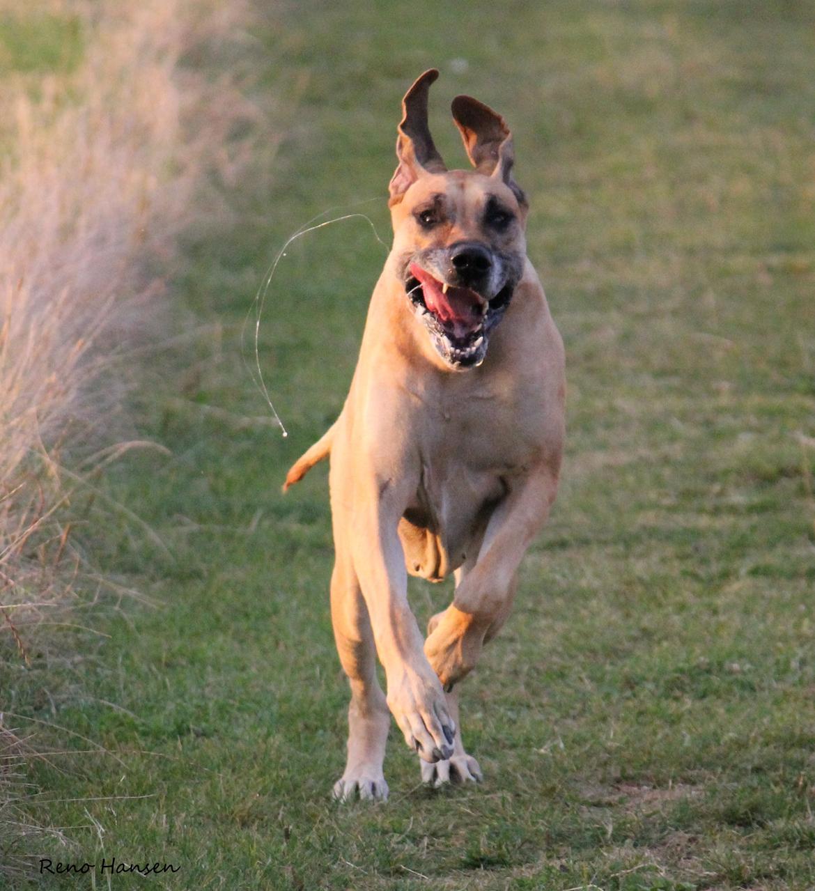 Grand danois horsebjerg Soulmate of gold billede 13