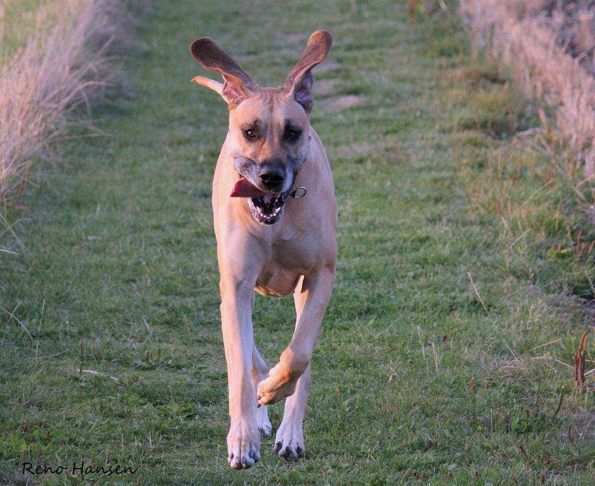 Grand danois horsebjerg Soulmate of gold billede 14