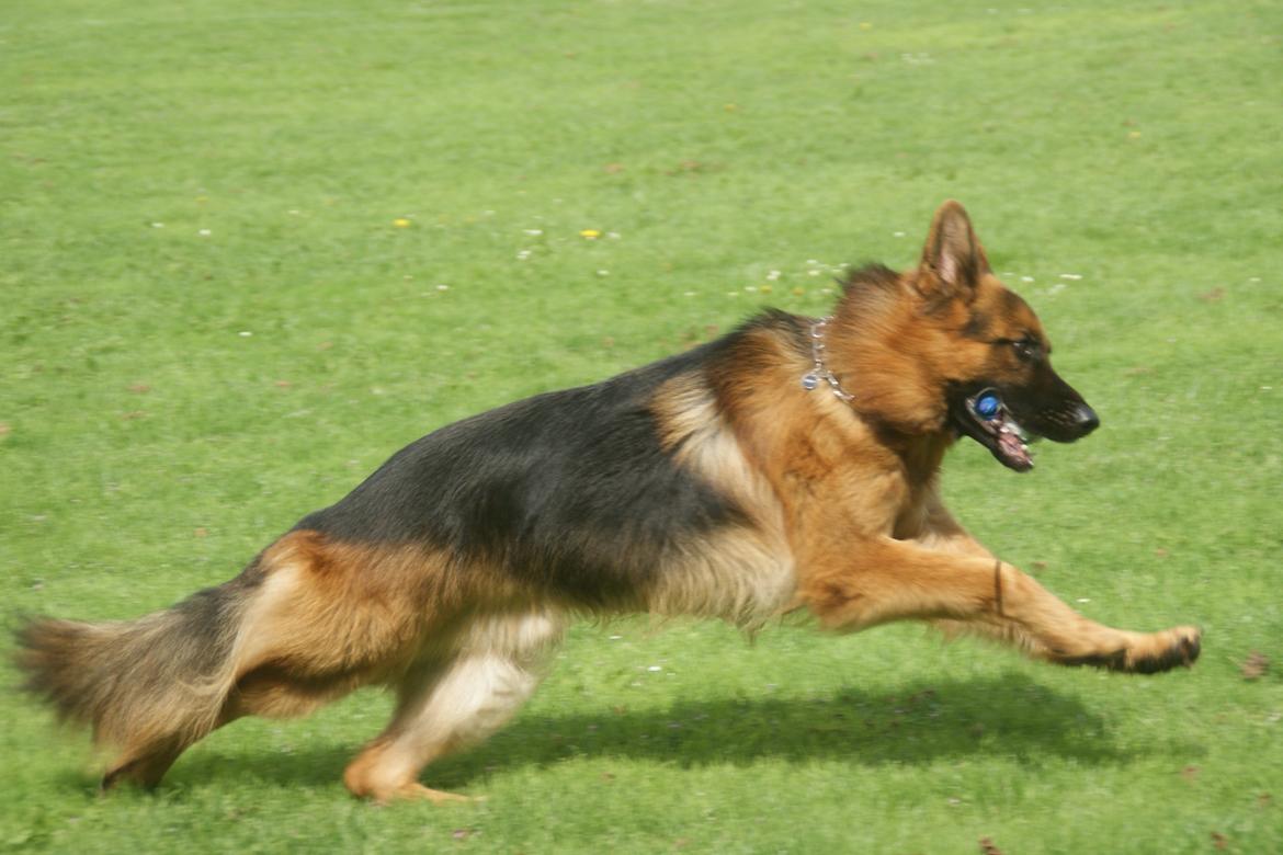 Schæferhund Hawto Rebus "Kingo" billede 5