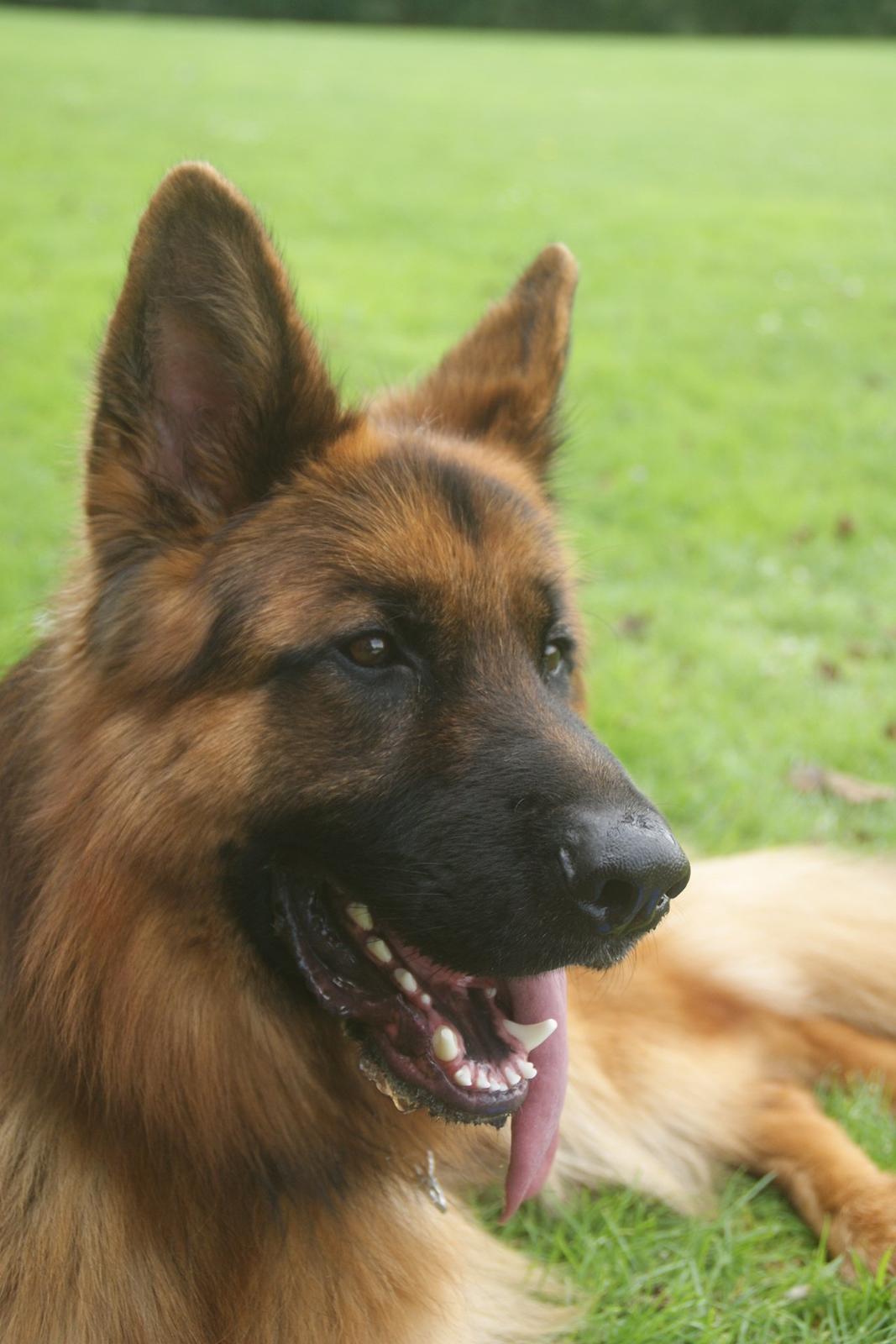 Schæferhund Hawto Rebus "Kingo" billede 6